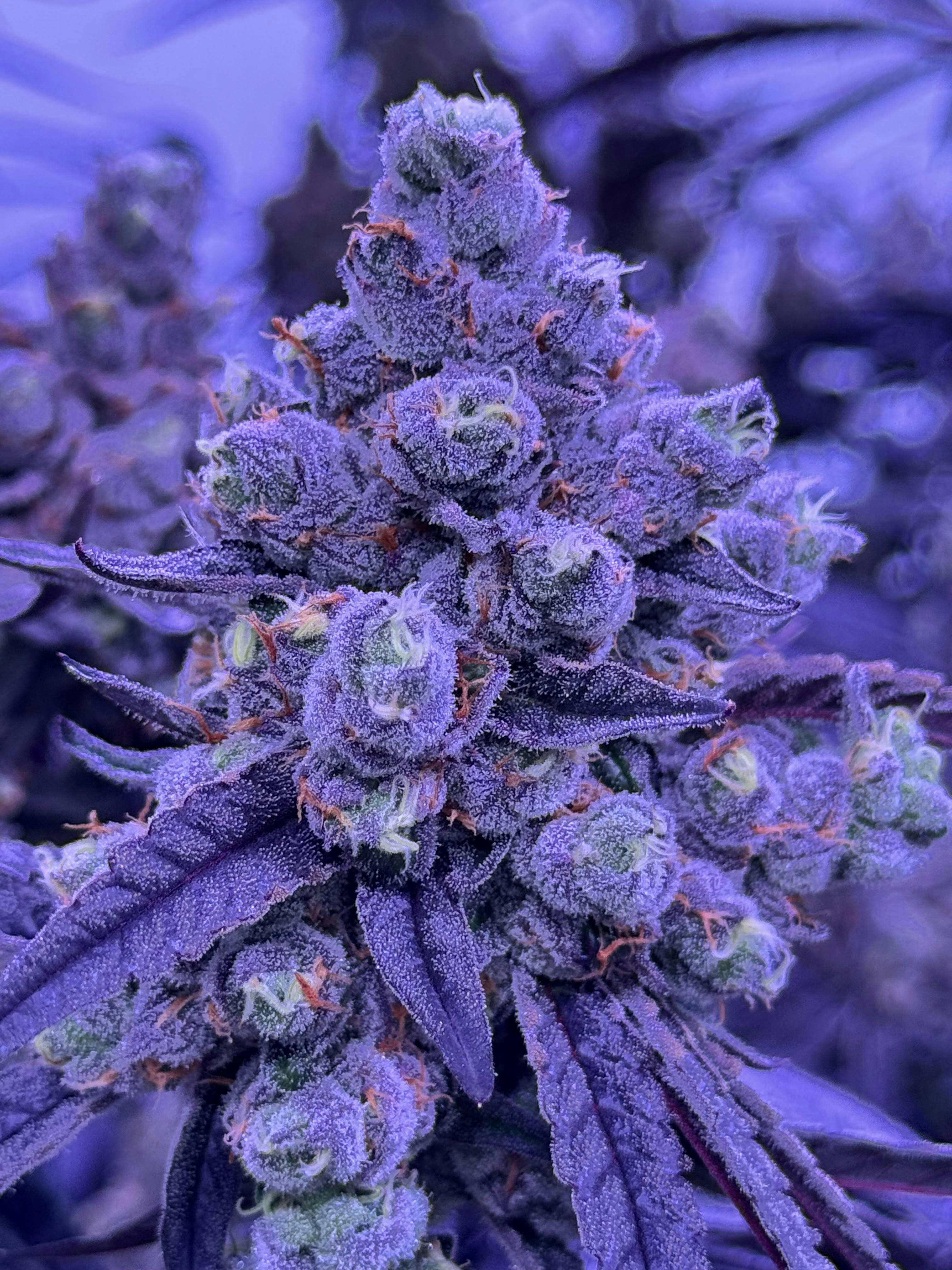Sticky Status - Sticky Status | Bon Bon Runtz | Big Buds | 3.5g - 1
