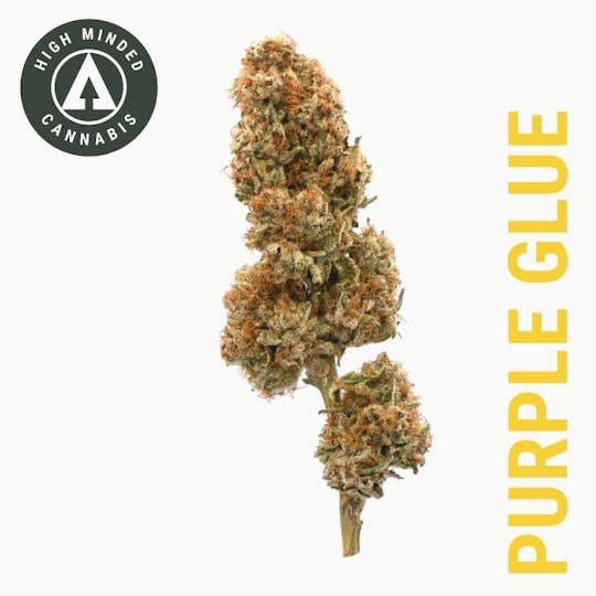 High Minded - Purple Glue - Gold Tier - 1