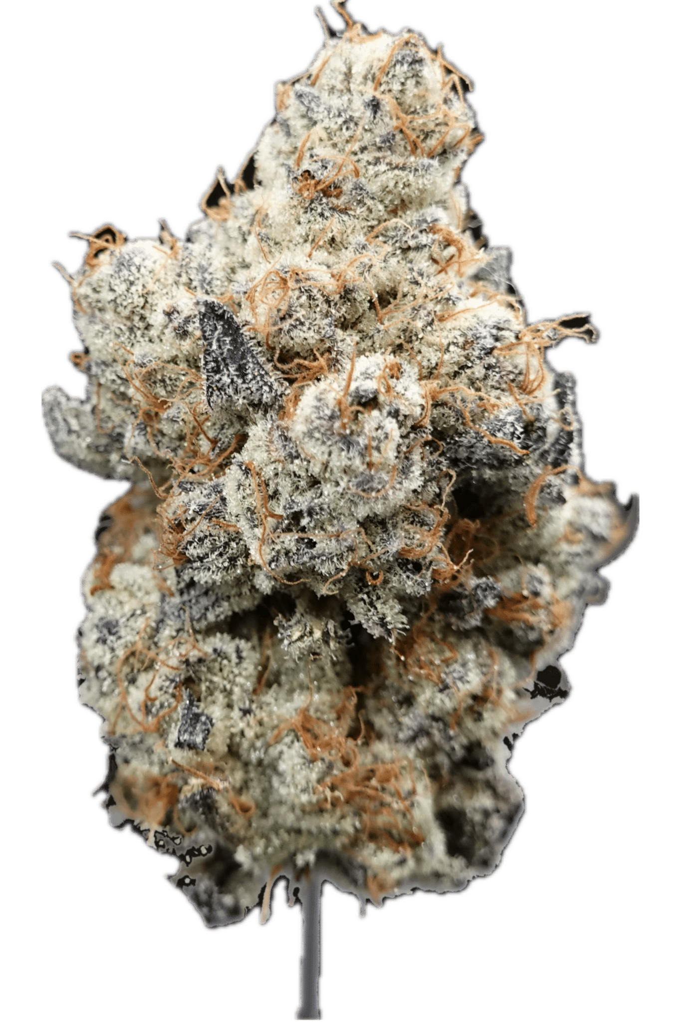 Emerald Visions - Roy Rogers - Bulk Flower - 1