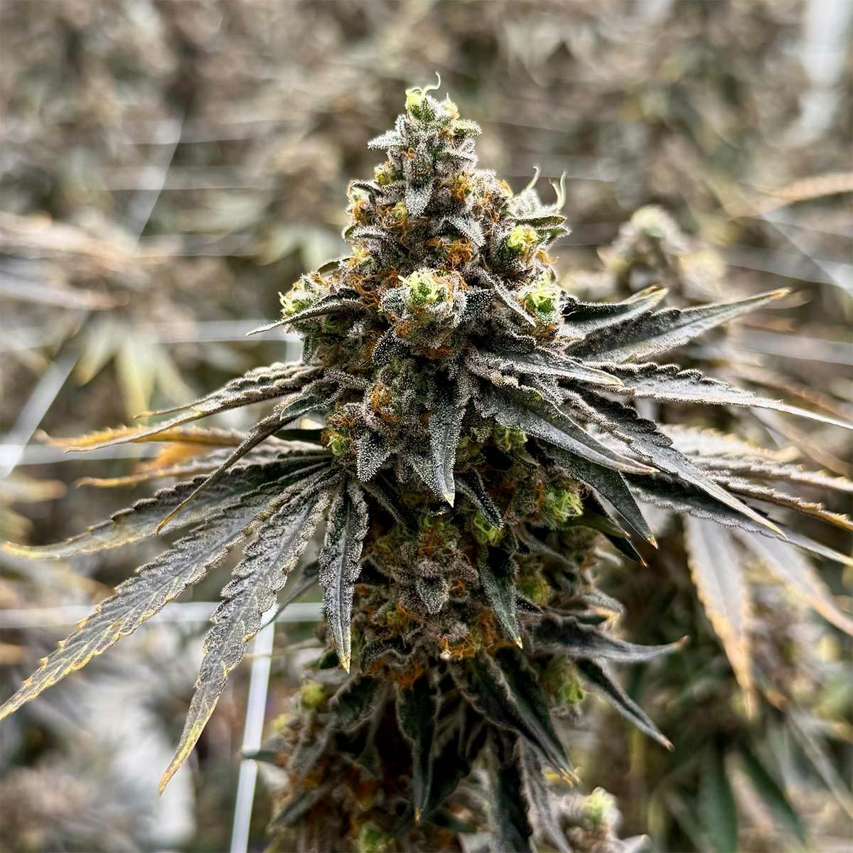 Freedom Road - Biscotti Pancakes - 1