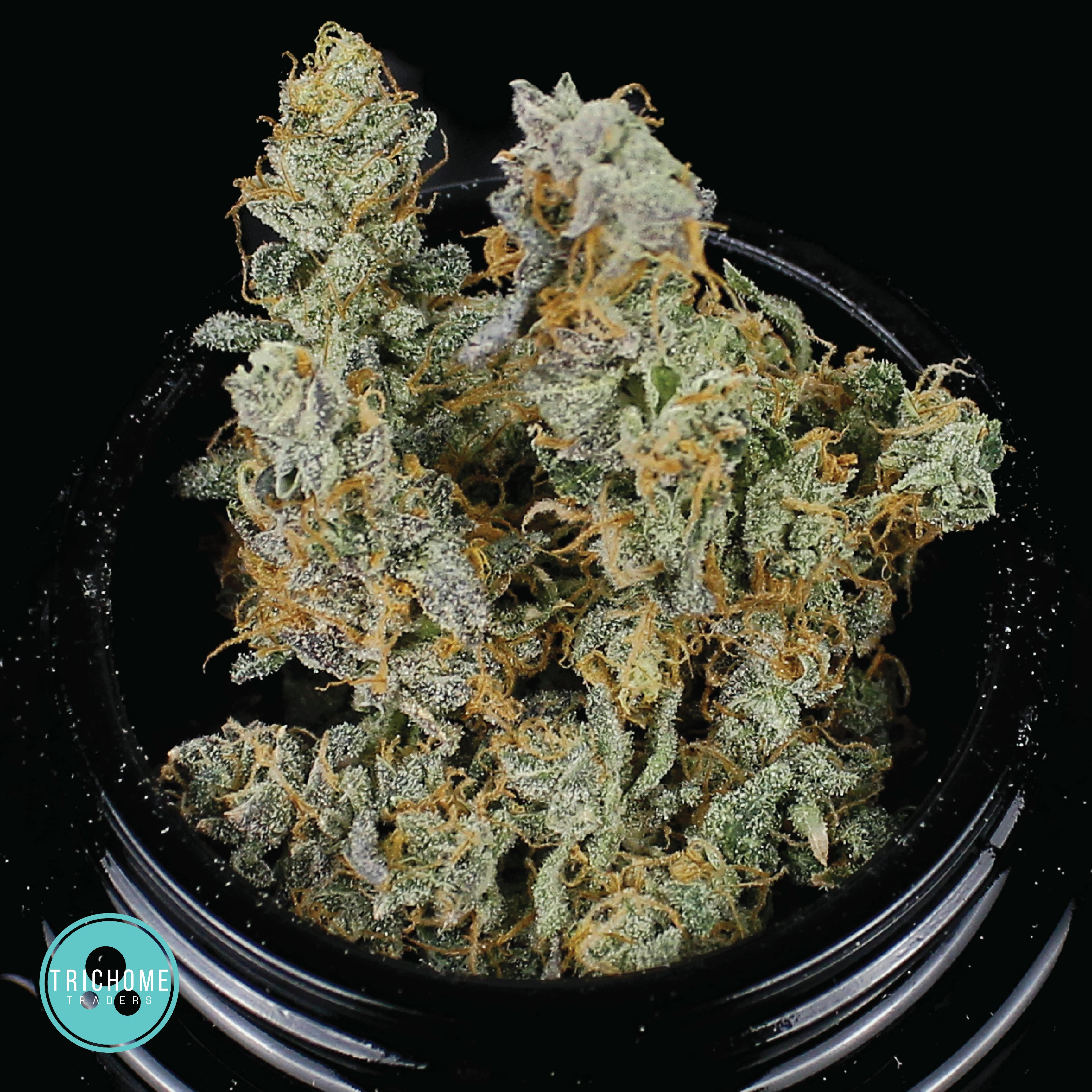 Trichome Traders - GMO Cookies (Small Buds) | Flower | Trichome Traders - 1