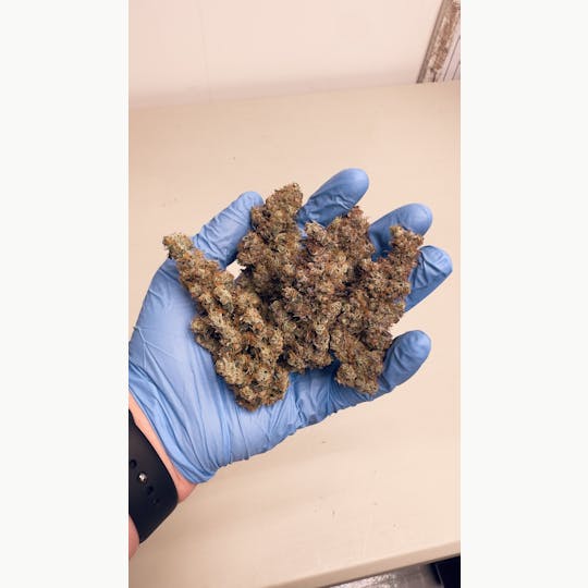 Trichome Traders - GMO Cookies | Flower | Trichome Traders - 1