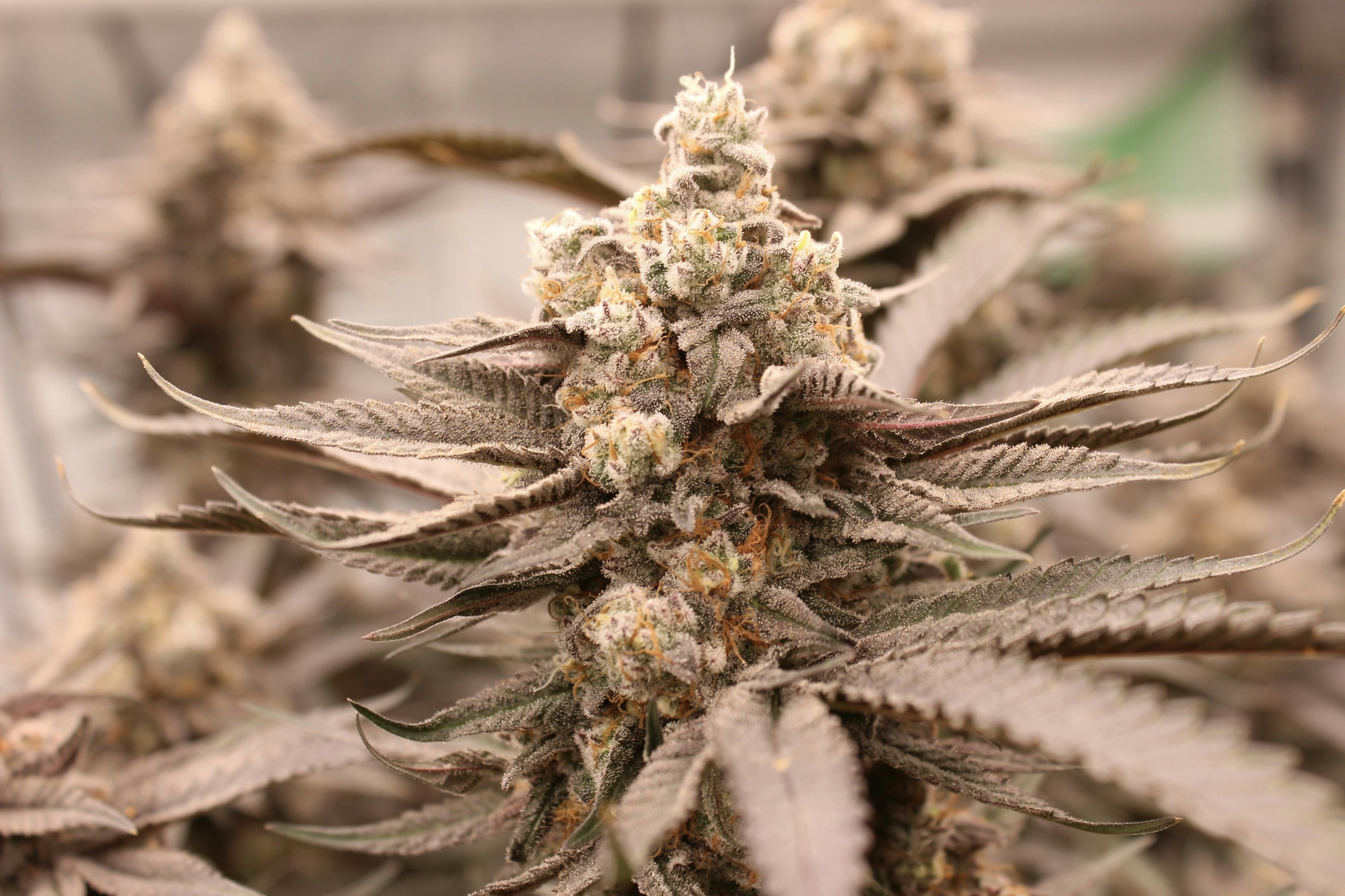 Trichome Traders - Peanut Butter Runtz (Small Buds) | Flower | Trichome Traders - 1