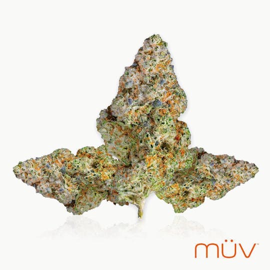 MÜV Cannabis Infused Products - MUV Flower - 3.5g - Pootie Tang x I95 - 1