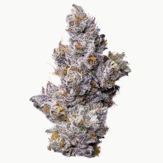 Fig Farms - Shady Scotty - 1