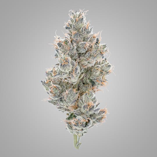 High Rise - Lemon Cherry Gelato | High Rise Cannabis - 1