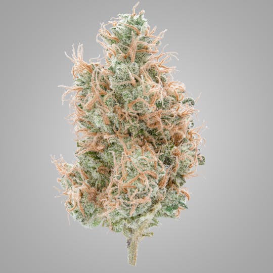 High Rise - Papaya Juice | High Rise Cannabis - 1