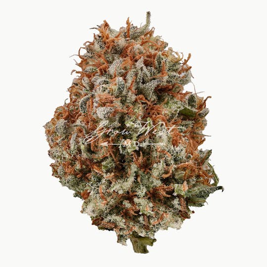 Grow West Cannabis Company - Flo x Stardawg | Premium | Hand-Trimmed Flower - 1