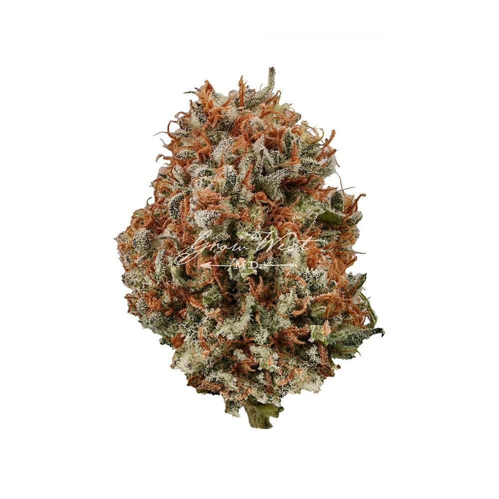 Grow West Cannabis Company - Flo x Stardawg | Reserve | Hand-Trimmed Flower | 3.5g - 1