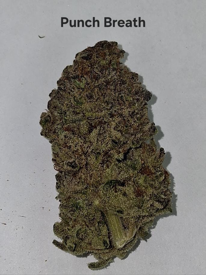 Greenway Farm - Punch Breath Flower - 1