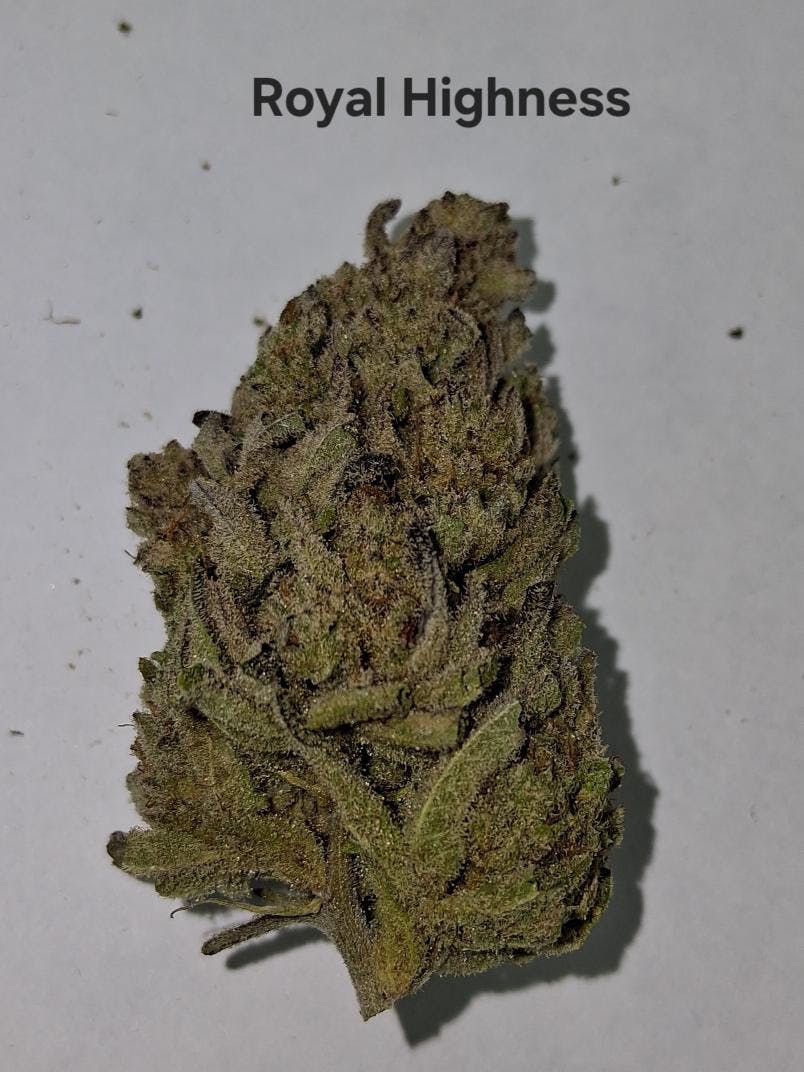 Greenway Farm - Royal Highness Flower - 1