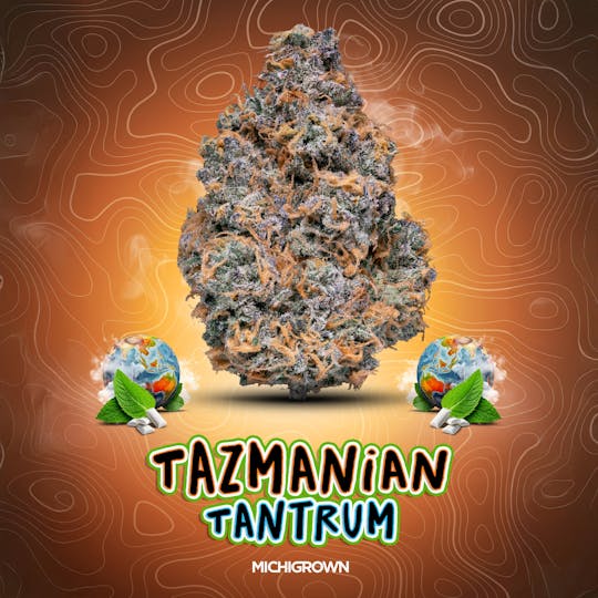 MICHIGROWN - TAZMANIAN TANTRUM - 3.5 GRAMS - PREMIUM FLOWER - JARS - 1