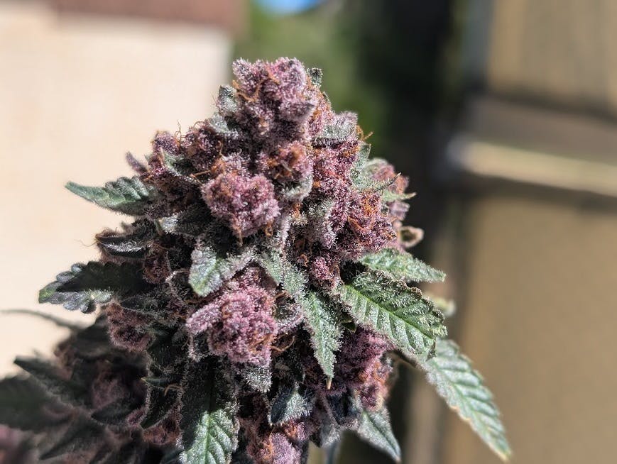 The Hippocratic Growth - Tropicana Cherry Flower 7g - 1