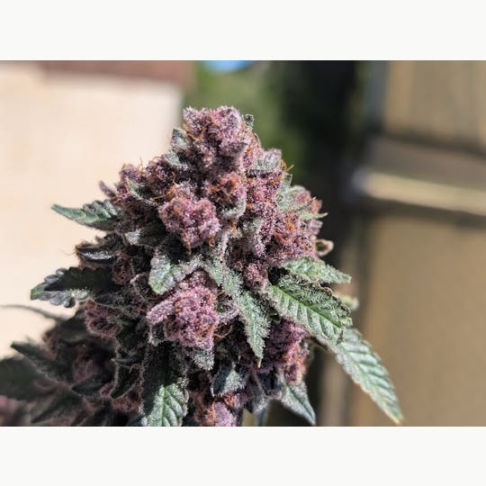 The Hippocratic Growth - Tropicana Cherry Flower 7g - 1