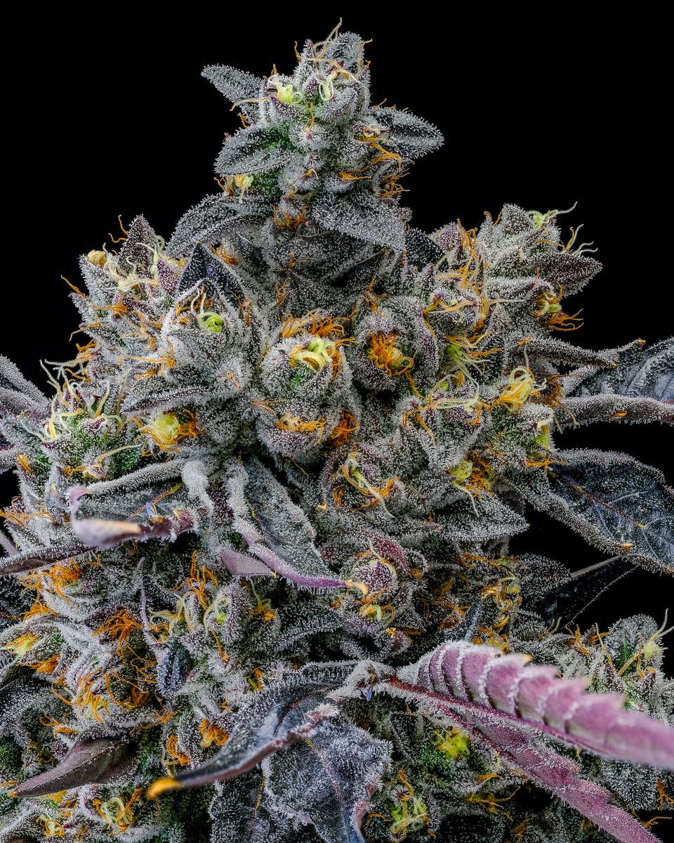 Recreational Habits - Cherry Poptarts - 1