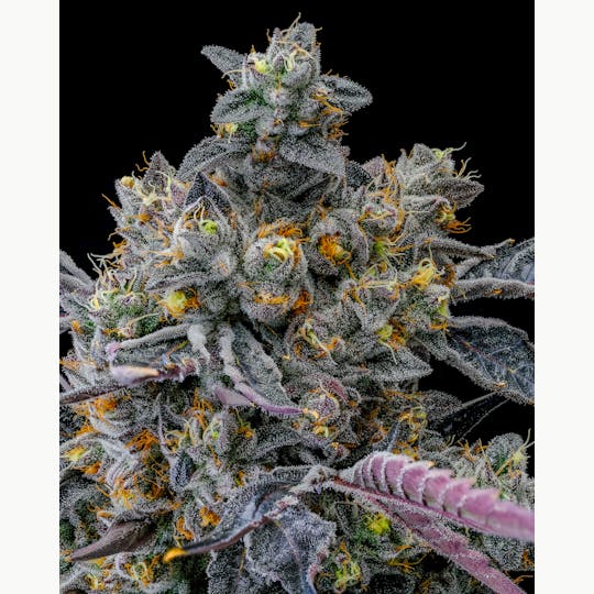 Pure Industries - Cherry Poptarts - 1