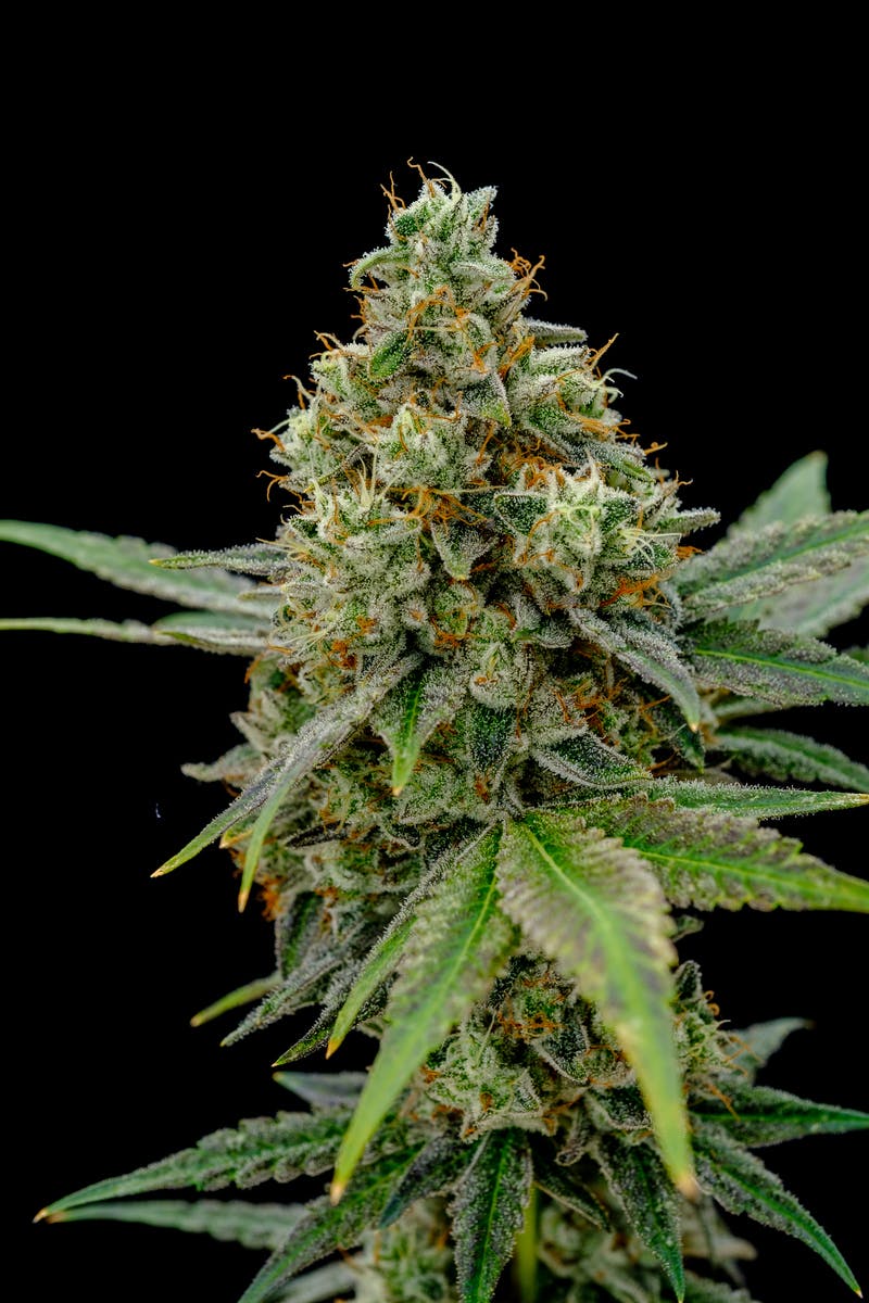 Recreational Habits - Eastside OG - 1