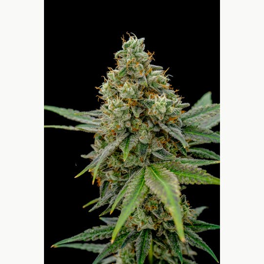 Pure Industries - Eastside OG - 1