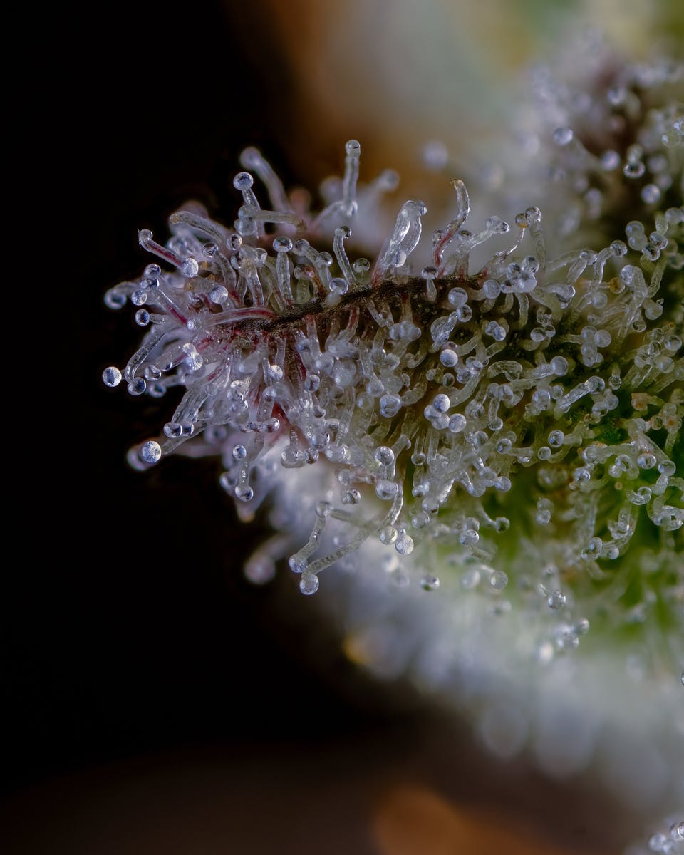 Recreational Habits - Gushmints - 1