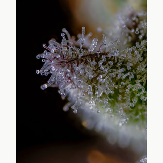 Pure Industries - Gushmints - 1