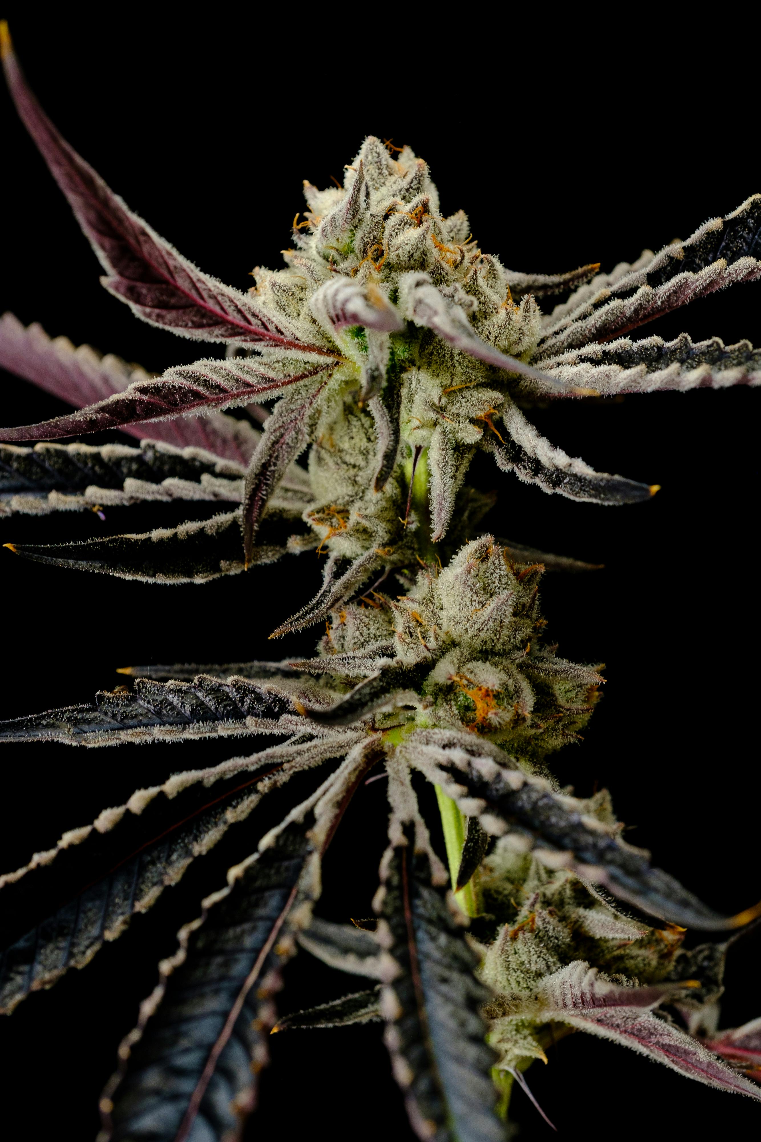 Recreational Habits - White Devil - 1