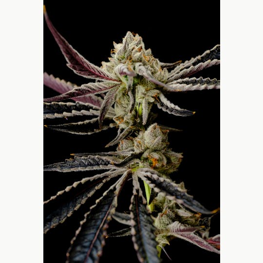 Pure Industries - White Devil - 1