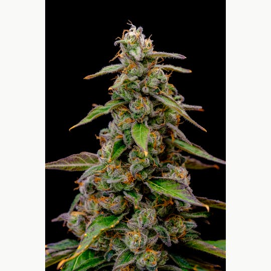 Pure Industries - Divinity 35 - 1