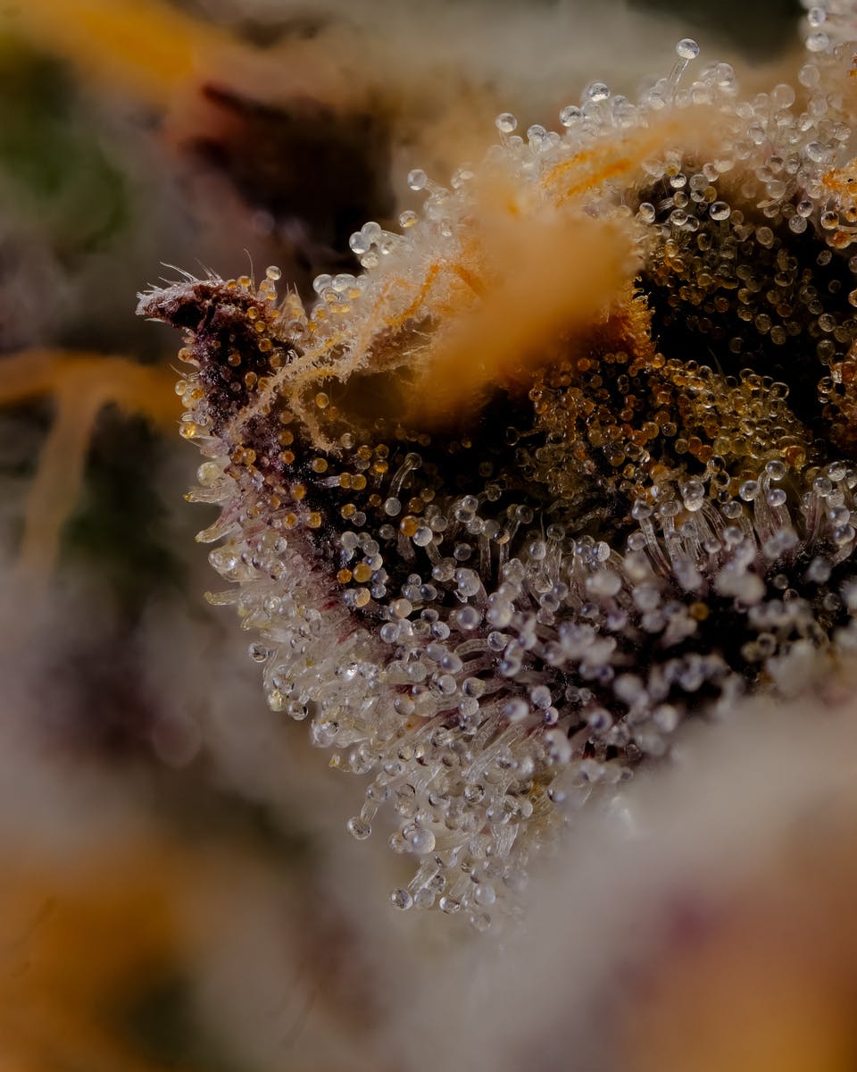 Recreational Habits - GMO Crashers - 1