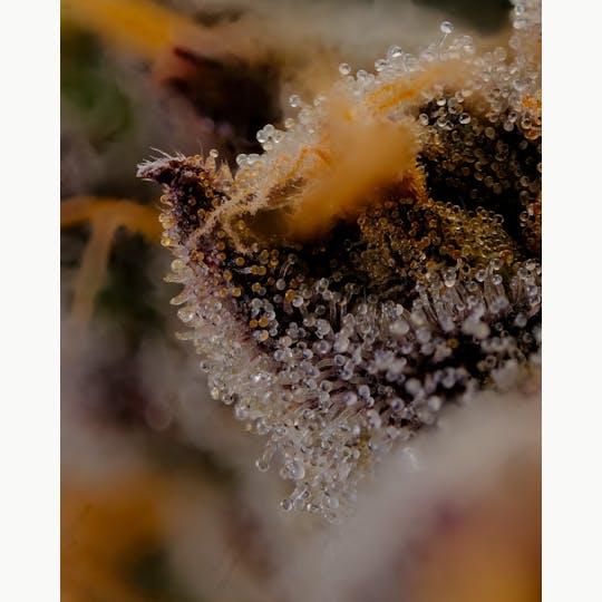 Pure Industries - GMO Crashers - 1