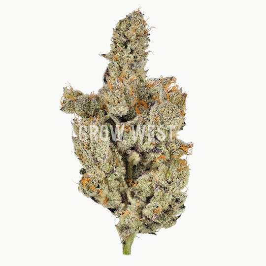 Grow West Cannabis Company - Dog Walker | Gold | Trimmed Flower - 1