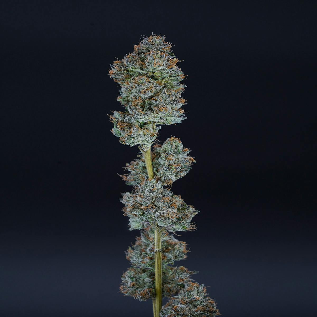 Trendi - Blue Andes 3.5g Flower - 1