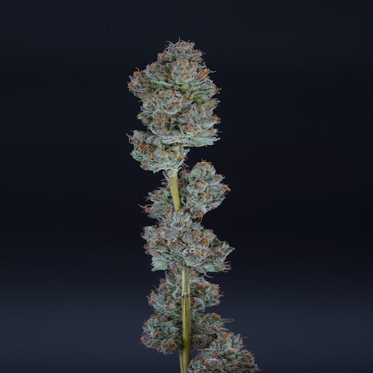Trendi - Blue Andes 3.5g Flower - 1