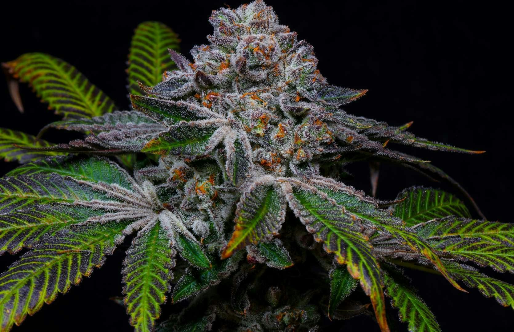 Bloom County - Extra Pulp - Bulk Flower - 1