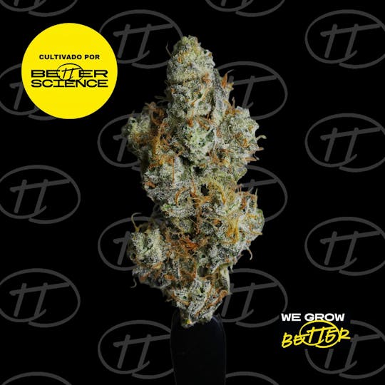 Better Science - BSC - Banana Punch - Flower - 1