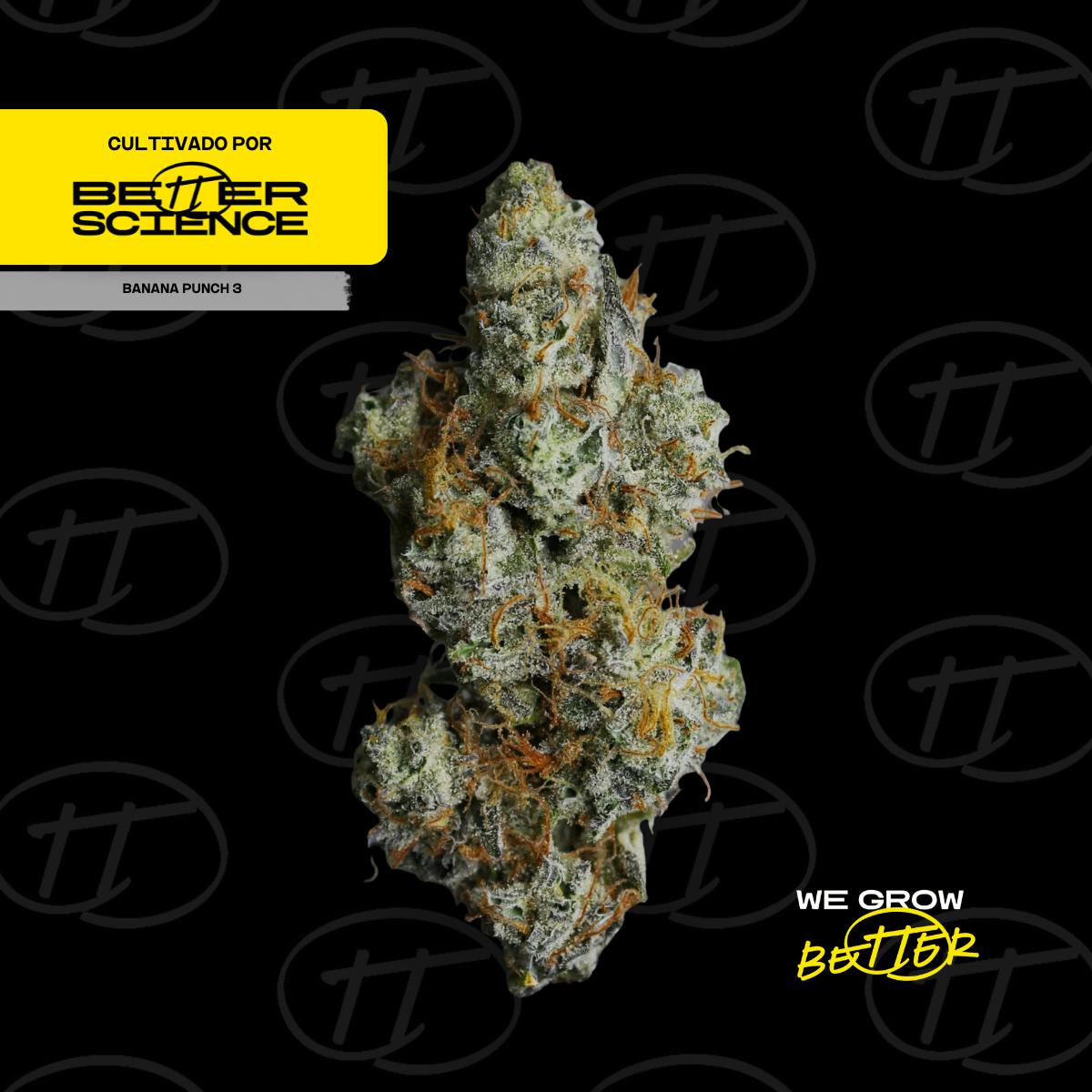 Better Science - BSC - Banana Punch 3 - Flor - 1