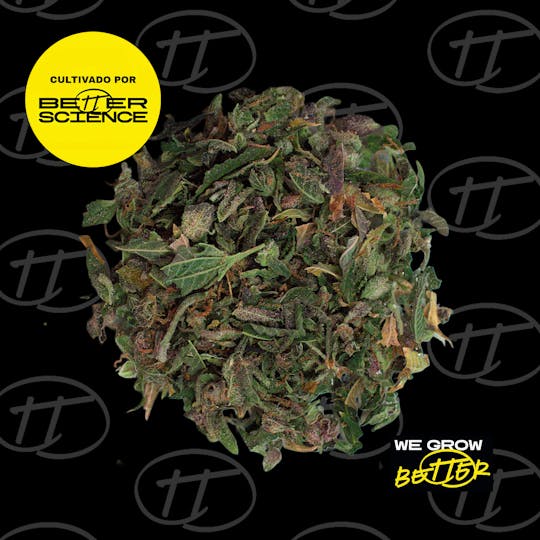 Better Science - BSC - Tropicana Punch 6 - Shake - 1