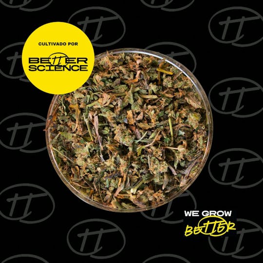 Better Science - BSC - Little Tokyo - Shake - 1