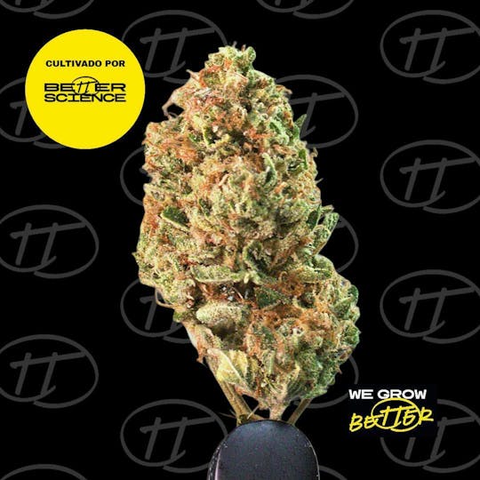 Better Science - BSC - Key Lime - Flower - 1