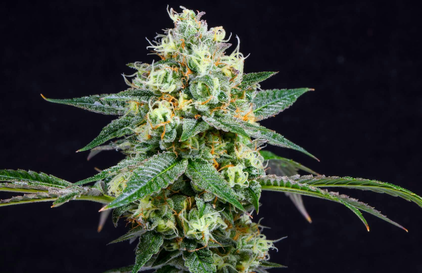 Bloom County - Comatose - 3.5g Flower - 1