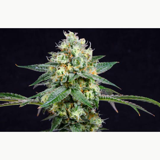 Bloom County - Comatose - 3.5g Flower - 1