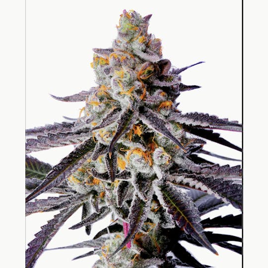 Bloom County - Diamonds & Pearls - 3.5g Flower - 1