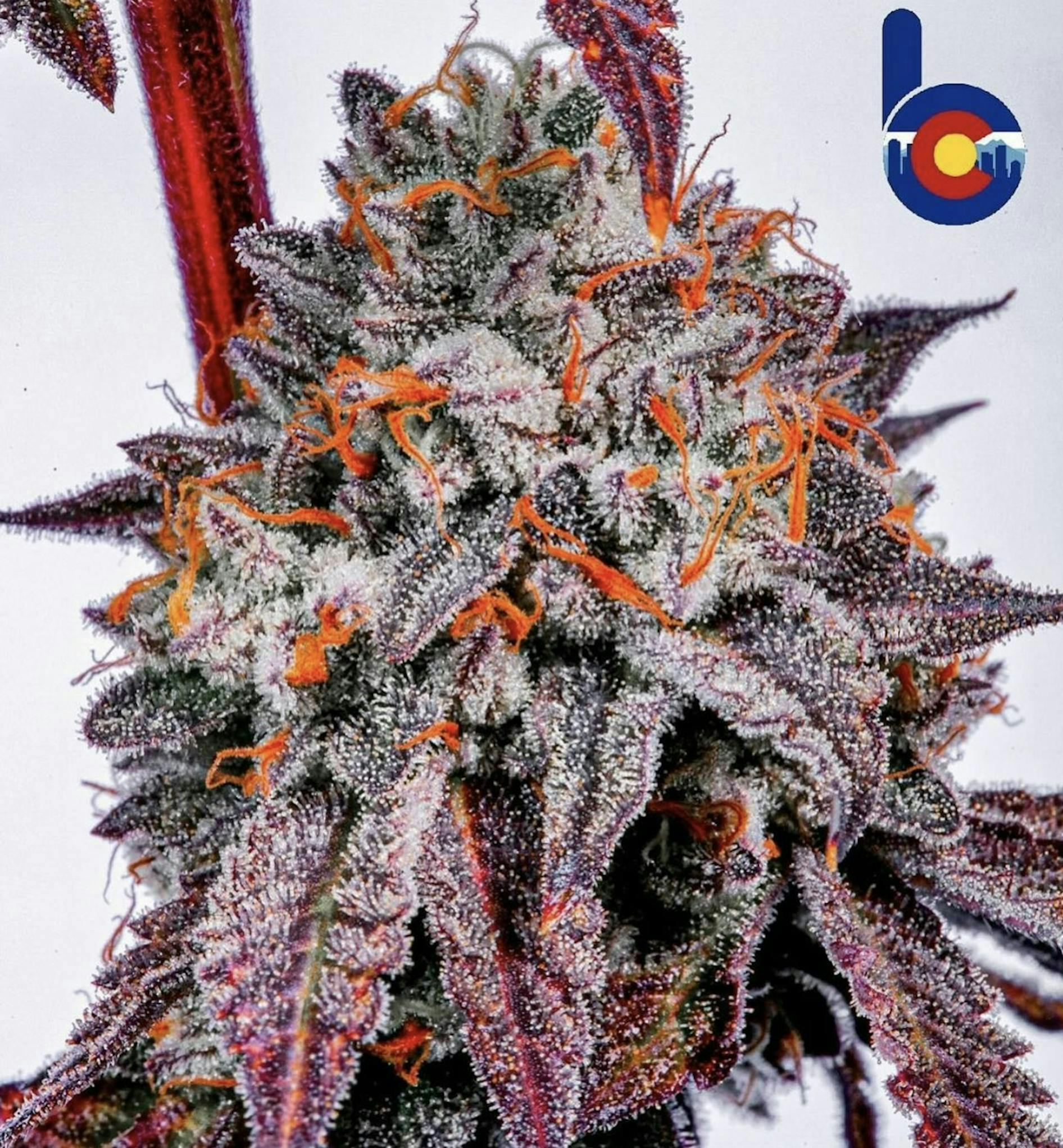 Bloom County - Holy Cannoli - 3.5g Flower - 1