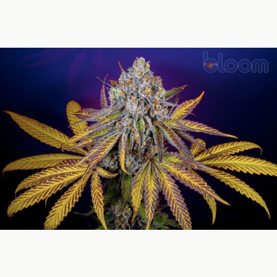 Bloom County - Freakshow - 3.5g Flower - 1