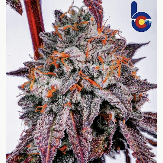 Bloom County - Holy Cannoli - 14g Flower - 1