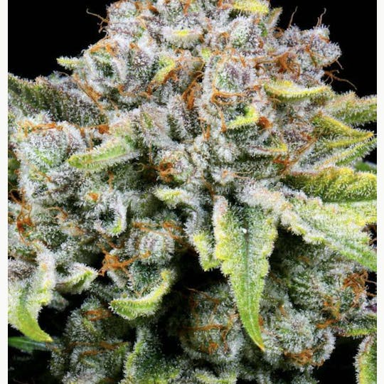 Bloom County - London Pound Mints - 3.5g Flower - 1