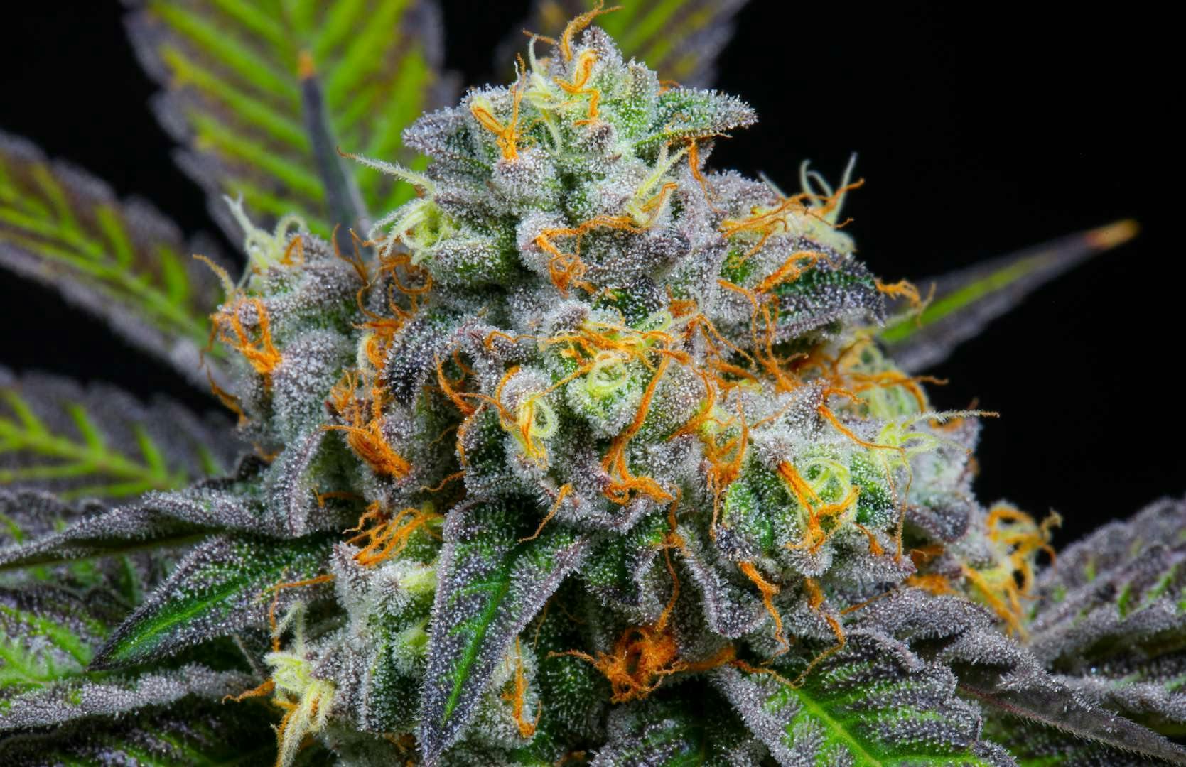 Bloom County - Gary Payton - 3.5g Flower - 1