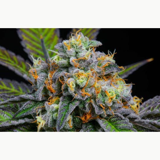 Bloom County - Gary Payton - Bulk Flower - 1