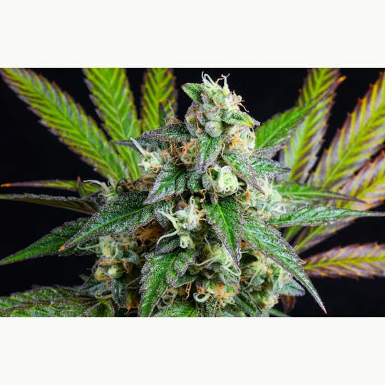 Bloom County - Menage - 3.5g Flower - 1