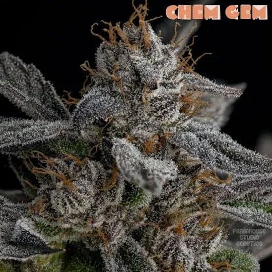 Bloom County - Chem Gem - Bulk Flower - 1