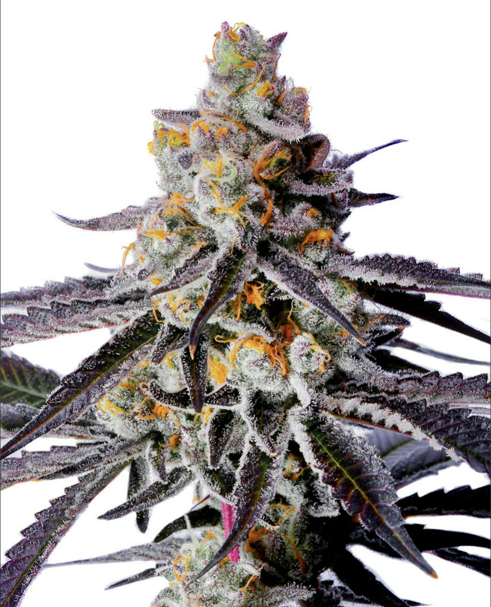 Bloom County - Diamonds & Pearls - Bulk Flower - 1